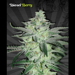 Diesel Berry