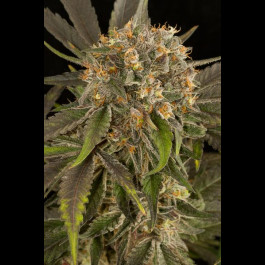 Blue Kush