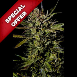 discount cheese seeds cannabis