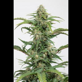 Dinamed CBD Autoflowering