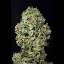 Dinamex Autoflowering