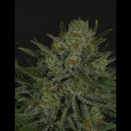 Double Glock Ripper seeds
