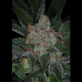 Dr Who TGA Subcool Seeds