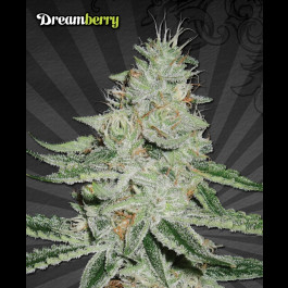 Dreamberry