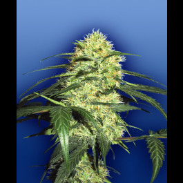 Dutch Delight