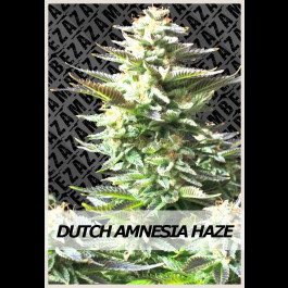 Dutch Amnesia Haze