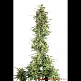 Dutch Cheese Feminised