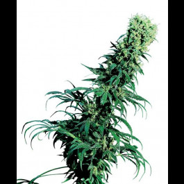 Early Pearl cannabis seeds