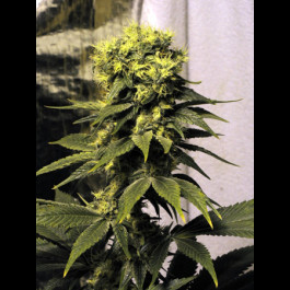Early Queen Mr Nice Seeds