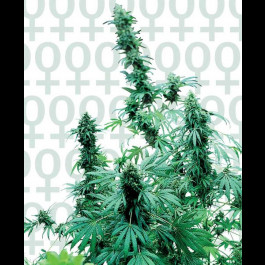Early Skunk cannabis