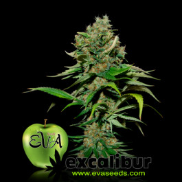 Excalibur Eva seeds