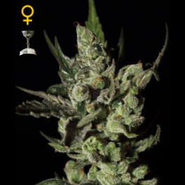 Exodus Cheese