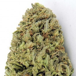 Fast Vast HeavyWeight Seeds