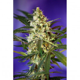 Fast Bud #2