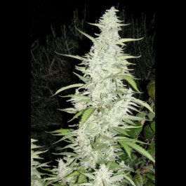Female seeds Maroc