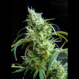 Flash Back Sweet Seeds