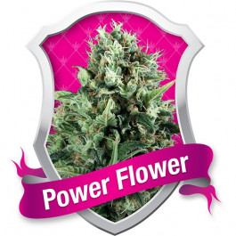 Flower Power
