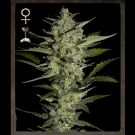Flowerbomb Kush