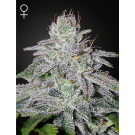 Franco Lemon Cheese