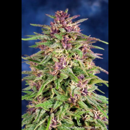  cannabis Frisian Dew Feminizee