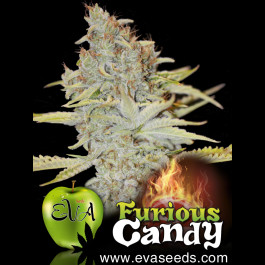 Furious Candy