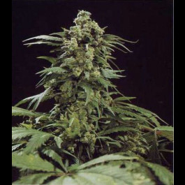 G13 Skunk seeds 
