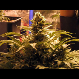 G13 Widow Regular cannabis seeds