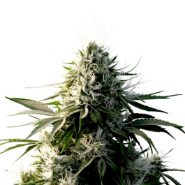 g13 cannabis