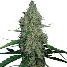 G13 Haze Feminized
