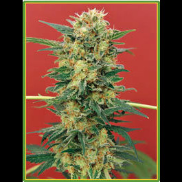Ganesh Mandala seeds