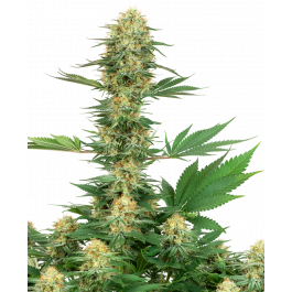 Gelato 420