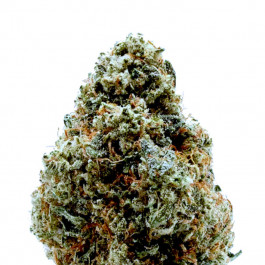 gorilla glue
