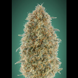 Gorilla Blue