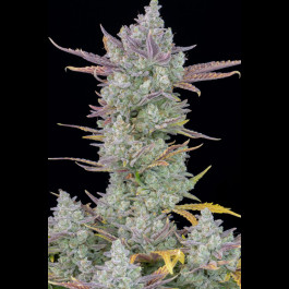Gorilla Cookies Auto 