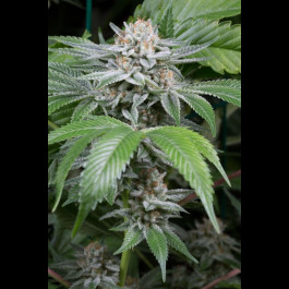 Gorilla Dinafem