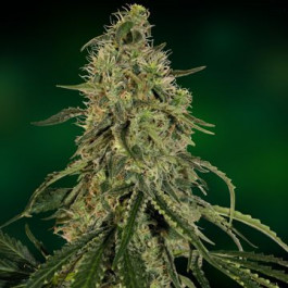 Grape Ape