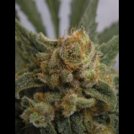 Grapegum Ripper seeds