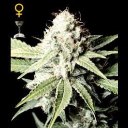 Great White Shark
