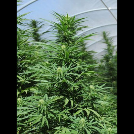 Green Crack strain review