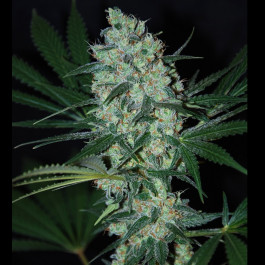 Green love potion