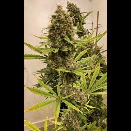 Guawi Ace Seeds