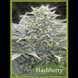 Hashberry
