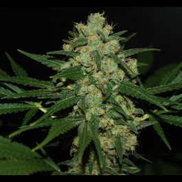 Hawaiian Afghan