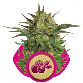 haze-berry