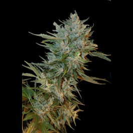 Haze Gom Grassomatic