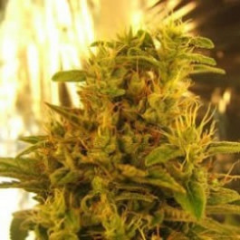 Haze Nirvana seeds
