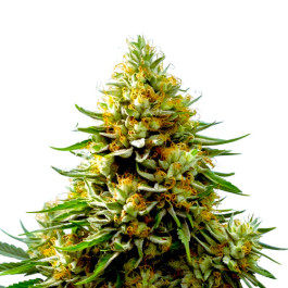 Hindu Kush Auto
