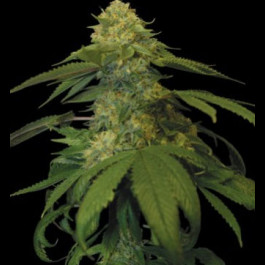 Holy Grail Kush 