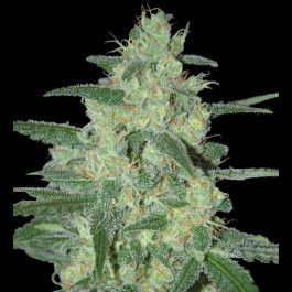 Holy grail 69