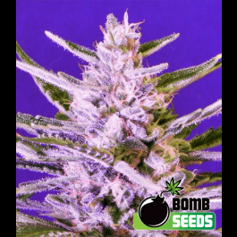 Ice Bomb Bomb seeds